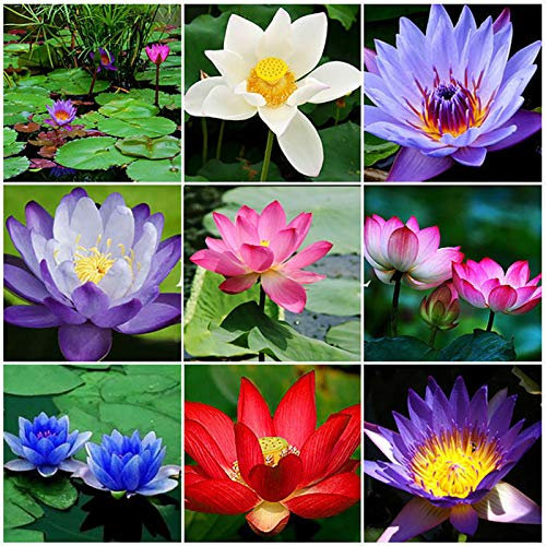 1 sachet de mini graines de lotus mélangées pour l'eau, plantes de bassin résistantes, graines de lotus sans OGM pour le jardin, graines de lotus pour bonsaï