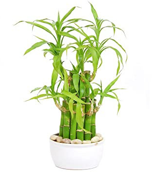 semi di bambù fortunato castagna fortunata pianta di pisello albero del drago pianta del serpente piumato fortunato fortunata bonsai albero ulivo vero pothos palma da cocco palma 35pcs