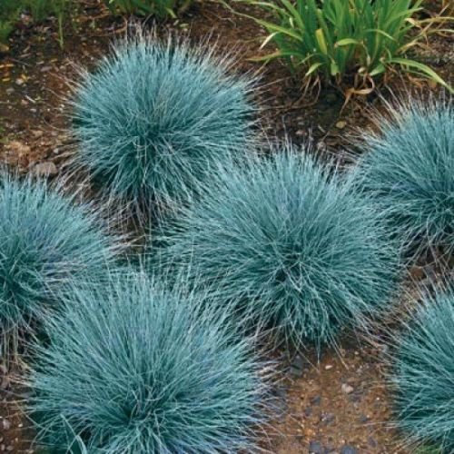 Blau-Schwingel Samen, Ziergräser Samen, Schöne Blau-Grün Perennial 100 stk