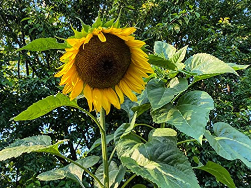 250 Sonnenblumen-Samen, gelbe Schnitt-Sonnenblume für Blumensträuße, gelbe Sonnenblumensorte Taiyo, geeignet für Beet & Topf, Sonnenblumenpflanzen mit langen Stielen für Vasen, Blumenstrauß