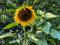 250 Sonnenblumen-Samen, gelbe Schnitt-Sonnenblume für Blumensträuße, gelbe Sonnenblumensorte Taiyo, geeignet für Beet & Topf, Sonnenblumenpflanzen mit langen Stielen für Vasen, Blumenstrauß
