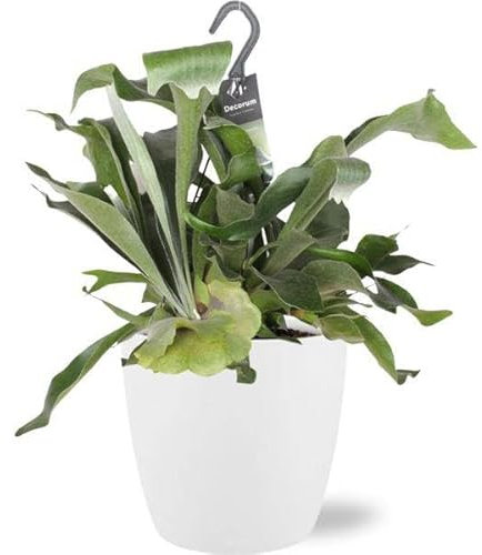 Platycerium Bifurcatum - Geweihfarn - Zimmerpflanze - Ø17cm - 30cm + Topf Brüssel Weiß Ø18x17cm