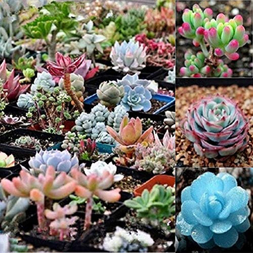 300 Pz Misto Piante Grasse Rare Semi Di Piante Perenni Giardino Balcone Decorazione Bonsai Semi Di Pantalone Abbastanza 300 pz
