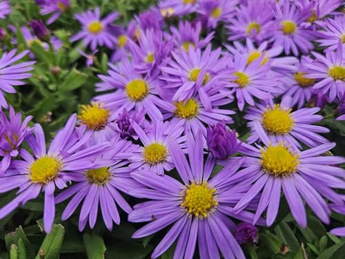 Kissen Aster D 'Prof. Anton Kippenberg' Lila 6 Pflanzen Ø9 cm 10-25 cm