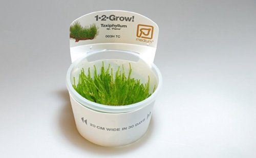 Tropica 1-2-GROW! Taxiphyllum sp. Flame - Flame-Moos- In-Vitro