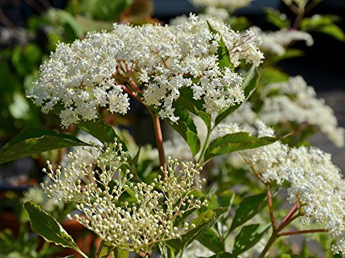 Schwarzer Holunder 'Haschberg' - Sambucus nigra Haschberg Containerware 60-100 cm - Flieder - Garten von Ehren®