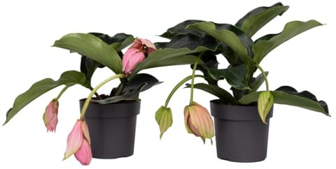 Plant in a Box - Medinilla Magnifica - 2er Set - Rosenmedinilla - Blühende Zimmerpflanze - Topf 17cm - Höhe 40-50cm