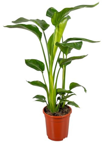 Trendyplants - Strelitzia Nicolai - Paradiesvogelblume - Zimmerpflanze - Höhe 80-100 cm - Topfgröße Ø17cm