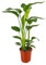 Trendyplants - Strelitzia Nicolai - Paradiesvogelblume - Zimmerpflanze - Höhe 80-100 cm - Topfgröße Ø17cm
