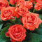 Pianta di ROSA ORANGE SENSATION ® Meilland rosa arancione vaso19 FOTO REALE AMDGarden