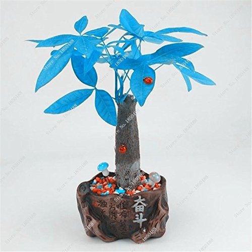 Promotion Blaue Pachira Samen Pachira Aquatica Pachira Macrocarpa Geldbaum für den Innen- und Außenbereich Stk. Packung mit 100 Samen