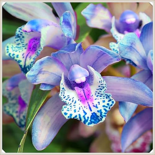 Cymbidium Rhizome, Kolibri Orchids, Winterharte Rhizome, Cymbidium Orchidee Rhizome, QualitätsRhizome, Hochwertige-5zwiebeln-H