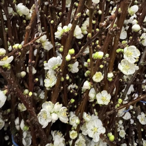 Kirschblütenzweige frisch geschnitten im Bund 5-8 Zweige 60-70cm Osterstrauss Osterdeko Frühlingsstrauch natürliche Echte Natur Zweige