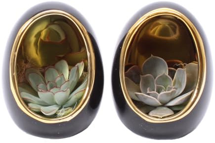 Plant in a Box - Echeveria im Deko-Ei – 2er-Set – Höhe 12 cm – Schwarz, Gold