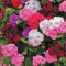 Pack x6 Ivy Leaf Trailing Geranium Mixed Colours Summer Garden Plug Plants