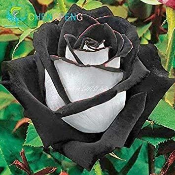 . 100 / Packung New Rose 5 Rare Osiria Rose Erbstück Chinese Rose Blumen Pflanzen Blumen: Lila