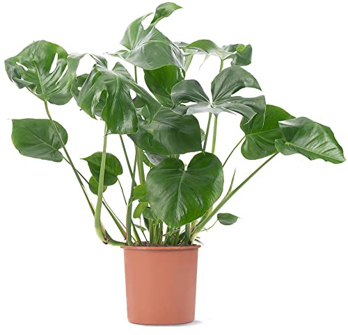 Plante d'intérieur Monstera Deliciosa, aussi appelée plante à fromage suisse, est un arbuste persistant en pot.
