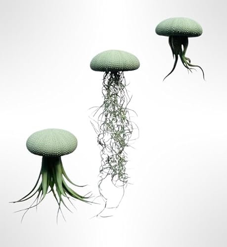 Set aus drei Quallen-Luftpflanzen mit zartgrünen Alfonso-Seeigeln und Tillandsia.
