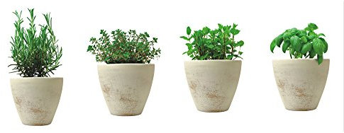 ewtshop® 8 x Fenstersticker Kräutertöpfe, Kräuter, Herbs, Fensterbilder, Windowsticker, Fensterdeko, Fenster Tattoo, Fensterfolie, Fliesensticker, Fliesenaufkleber, mehrmals wiederverwendbar