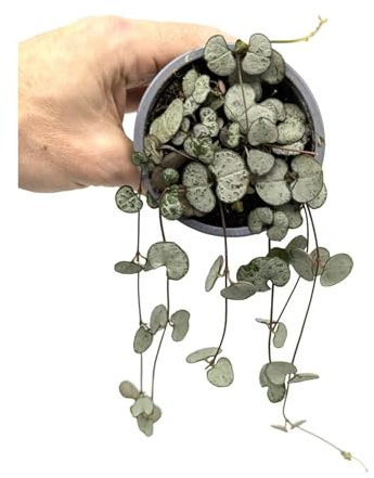 Ceropegia woodii Silver Glory | String of Hearts 20cm (9cm Nursery Pot)