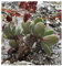 Crassula swaziensis - Sukkulente - 10 Samen