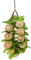 Toyvian 1 Corde Perroquet Jouer Boules de rotin en Osier Point de Puzzle scie sauteuse Jouets d'oiseaux pour Perroquet à mâcher du Perroquet Plastique Beige