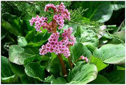 Stauden Gänge Bergenia cordifolia 'David' (Winterhart/Stauden/Staude/Mehrjährig/Immergrün/Bodendecker) Bergenie - Starke Blätter, starke Blüten, starker Auftritt - Bienenfreundlich (1)