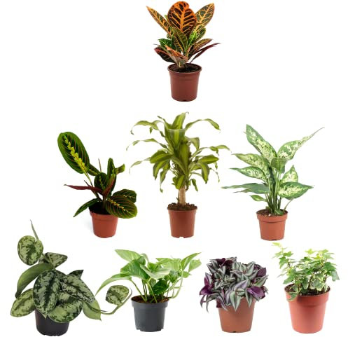 Pack Plantas Interior Bicolores I: Crotón Petra, Maranta Leuconeura, Tronco del Brasil, Dieffenbachia, Scindapsus, Epipremnum, Tradescantia y Hiedra Variegata
