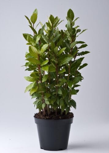 Alloro Laurus nobilis pianta aromatica sempreverde a cespuglio da siepe fitta h. 20/30 cm Vivaio di Castelletto