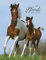 Pferde Classics - Kalender 2021 - Posterkalender - Sabine Stuewer - Heye-Verlag - Wandkalender - 34 cm x 44 cm