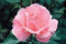 100 Rosensamen „Queen Elizabeth“, rosa.