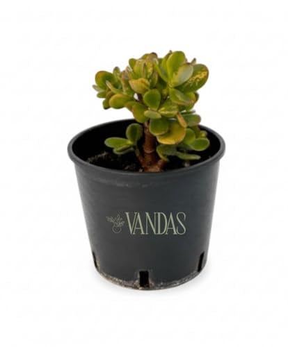 Vandas Crassula Ovata – Pianta Grassa da Interno | Vaso Diametro 14 cm, Altezza 25 cm | Foglie Carnose e Resistenti | Facile Cura | Made in Italy