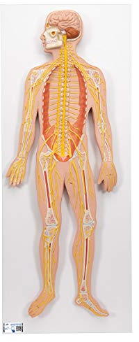 3B Scientific® Nervensystem-Modell – Lebensgroßes 12-teiliges Humananatomie-Lehrmodell mit abnehmbaren Strukturen, Langlebiges PVC + Smart Anatomy App (5 Jahre Garantie)