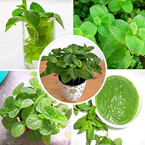 100pcs/bag esotico semi menta verde menta piperita commestibile Catnip pianta bonsai del fiore in vaso Orto Spedizione Planta libero