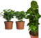 Echte Kaffee Pflanze Coffea Arabica ca. 30cm - Kaffeepflanze Kaffeestrauch, Zimmerpflanzen, Zimmerpflanzen Set, coffee to grow, kaffeepflanze kaufen, kaffee arabica pflanze (2, Kaffeepflanzen)