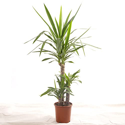 Pianta da interno grande Yucca Elephantipes vera sempreverde alta.