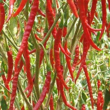 Potseed Germinación Las Semillas: 50 - Semillas: Chile De Arbol Pimienta - Crece 3 '4' de Altura !! - Caliente y Smokey Sabor
