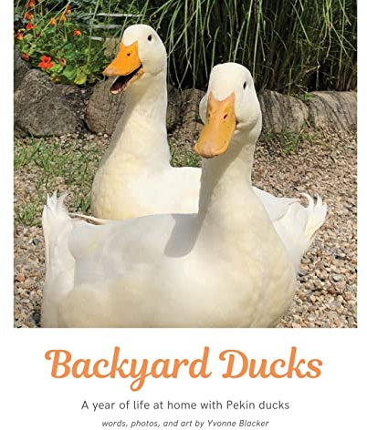 Backyard Ducks: A year of life at home with Pekin ducks