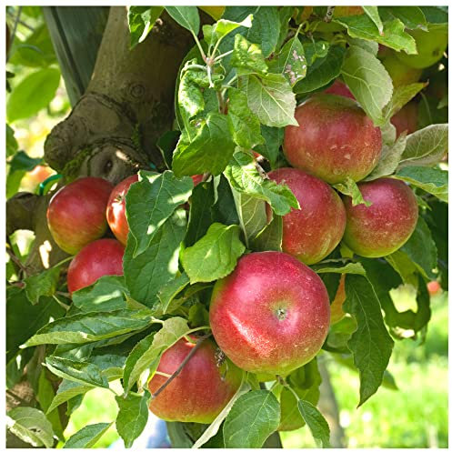 Howgate Wonder Apple Tree 4-5ft Tall in 6L Pot Ready to Fruit, Juicy & Sweet,Cook & Eat