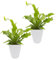 Dominik Blumen und Pflanzen, Zimmerpflanzen Nestfarn Asplenium nidus, 2 Pflanzen, circa 15 cm hoch, 13 cm Topf und weißem Dekotopf