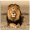 ARTLAND Wanddeko Leinwand Bilder Wandbild 50x50 cm Löwe Tiere Afrika Safari Savanne Steppe Natur Löwenmähne T5RJ