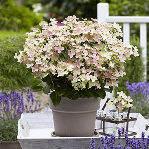 Bloomique - 2er-Set - Hydrangea Switch Ophelia - Hortensie - Rosa, Weiß - Gartenpflanzen - Winterhart - 40-50 cm Hoch - Topf 19 cm
