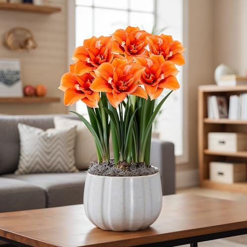 Amaryllis Zwiebeln Mehrjährig  - Celica - 1 Zwiebel | Große Amaryllis-Zwiebel aus Holland, Großformat 26/30, für Topf und Innenbereich, mehrjährig (kein Samen)