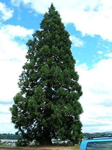 Sequoia gigante, Sequoiadendron giganteum, semi di albero (Fast, Evergreen, Bonsai) (30 Seeds)