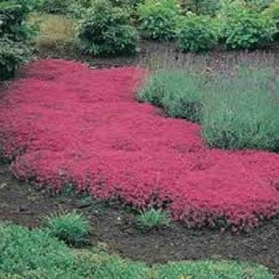 Semi di fiori Semi Creeping timo o semi Blue rock Cress - Perenne Copertura del terreno decorazione del giardino di fiori 40pcs AA