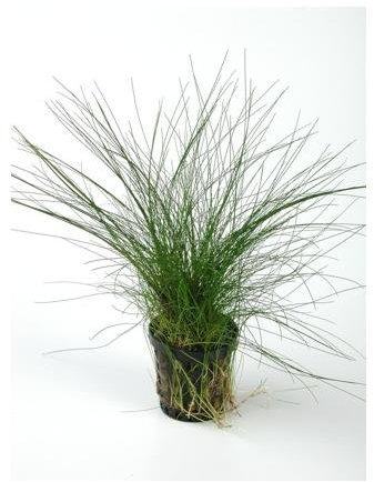 Aquafleur Eleocharis Acicularis