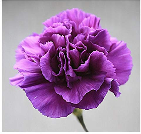 PREMIER SEEDS DIRECT - Carnation Seeds - Violet (3,500 Seeds)