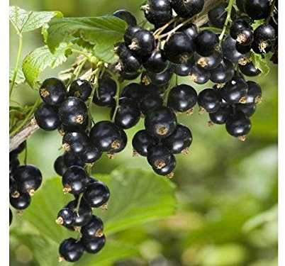 1 PIANTA di Ribes Nero Noire DE Bourgogne MATURAZIONE PRECOCE A Giugno