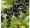 1 PIANTA di Ribes Nero Noire DE Bourgogne MATURAZIONE PRECOCE A Giugno