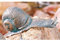 Rottenecker Bronzefigur, Skulpturen, Schnecke gebogen 8,5 cm lang